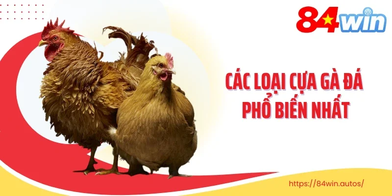 Các loại cựa gà đá phổ biến nhất