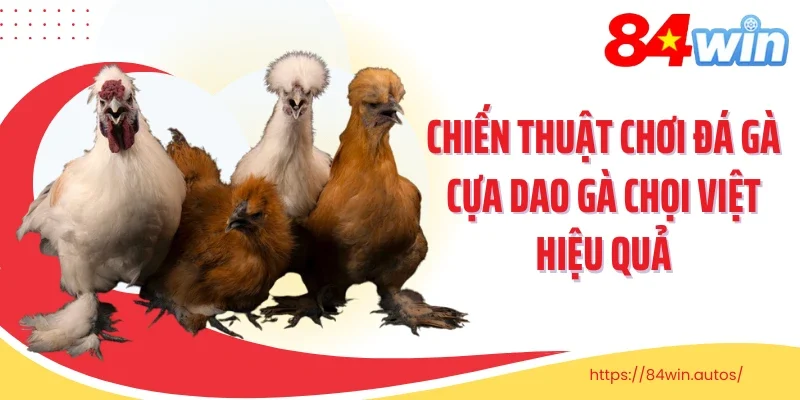 Chiến thuật chơi đá gà cựa dao gà chọi Việt hiệu quả