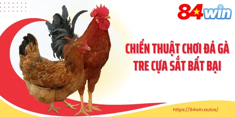 Chiến thuật chơi đá gà tre cựa sắt bất bại