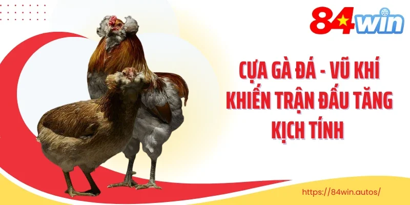 Cựa Gà Đá - Vũ Khí Khiến Trận Đấu Tăng Kịch Tính 
