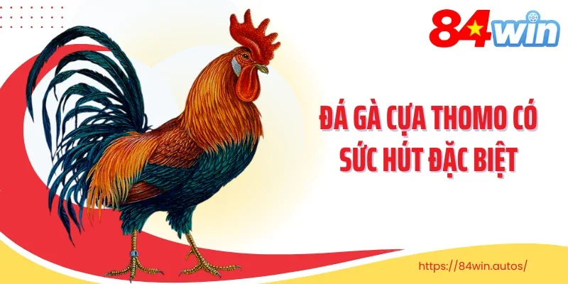 Đá gà cựa Thomo có sức hút đặc biệt