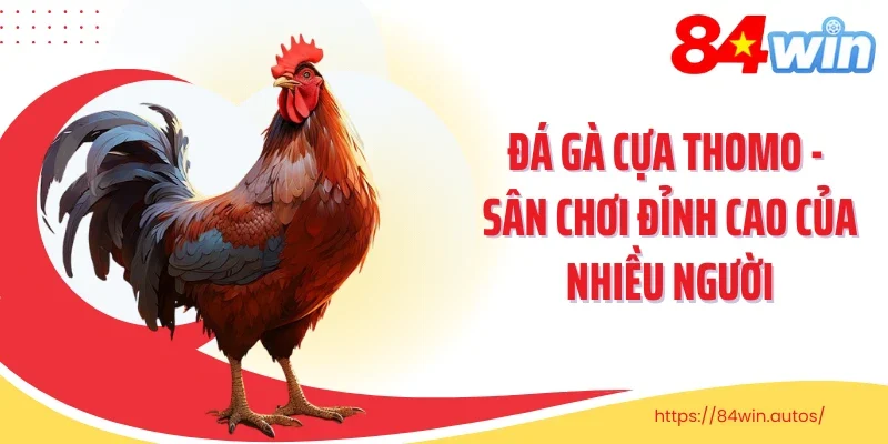 Đá Gà Cựa Thomo - Sân Chơi Đỉnh Cao Của Nhiều Người