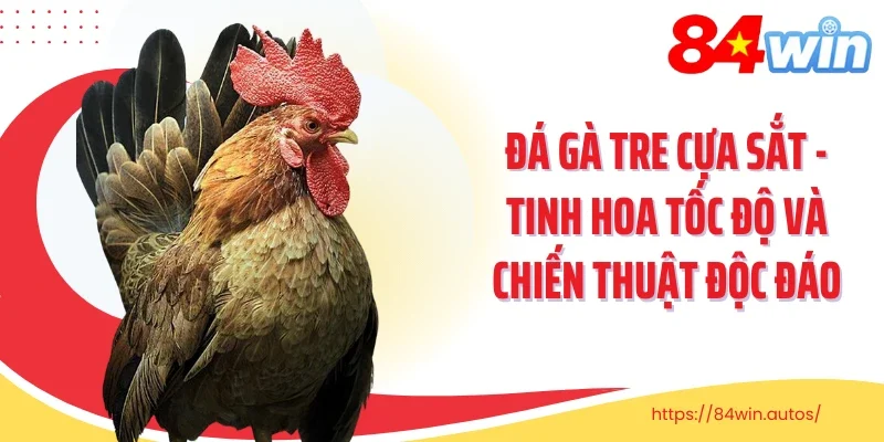 Đá Gà Tre Cựa Sắt - Tinh Hoa Tốc Độ Và Chiến Thuật Độc Đáo