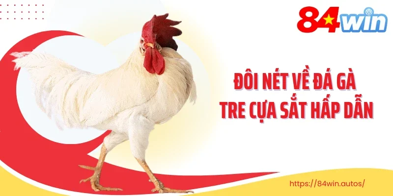 Đôi nét về đá gà tre cựa sắt hấp dẫn