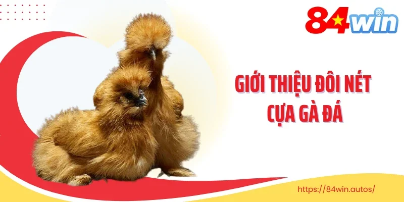 Giới thiệu đôi nét cựa gà đá