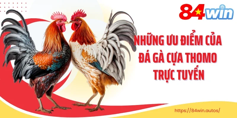 Những ưu điểm của đá gà cựa Thomo trực tuyến